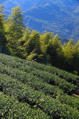 Fototapeta na wymiar Taiwan tea plantation