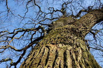Oak (Quercus)