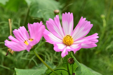 Beautiful Chrysanthemum Plants