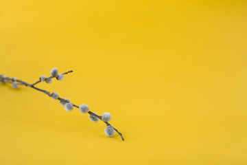 willow branches with fluffy gray buds on yellow  background. Easter concept