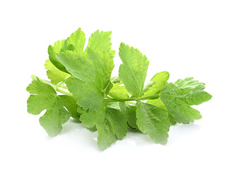 Fresh celery isolated on white background