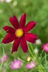 Obraz premium Beautiful Chrysanthemum Plants