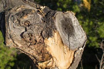 Fototapeta premium Pruned tree trunk