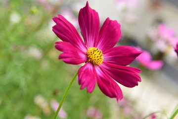 Obraz premium Beautiful Chrysanthemum Plants