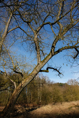 Oak (Quercus)