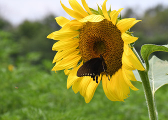 Female Spicebush Swallowtail butterfly on a Sunflower in a field in rural Maryland