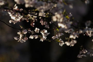 桜