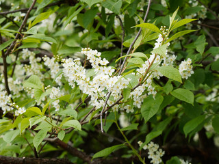 Prunus padus - Inflorescence du Merisier ou cerisier à grappes