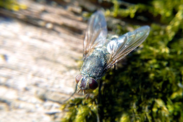 Fly in the woods in the sun close-up image of the blurred background, copy paste