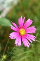 Fototapeta premium Beautiful Chrysanthemum Plants