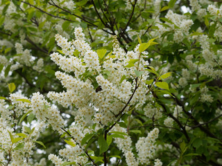 Prunus padus - Inflorescence du Merisier ou cerisier à grappes