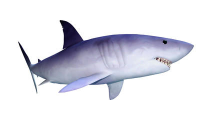 Fototapeta premium 3D renderowania rekina na białym tle