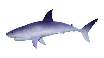 3D Rendering Shark on White