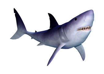 3D Rendering Shark on White