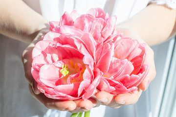 Tulpen in der Hand