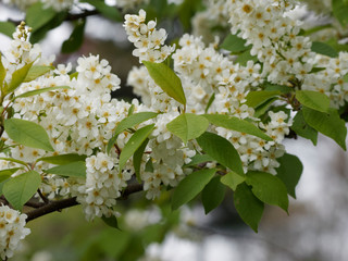 Prunus padus  -  Merisier ou cerisier à grappes. Inflorescence printanière