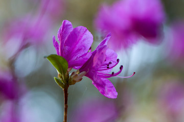 Fototapeta na wymiar Purple and pink rhododendron flower head