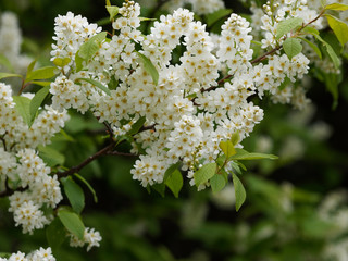 Prunus padus  -  Merisier ou cerisier à grappes. Inflorescence printanière
