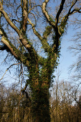 Oak (Quercus)