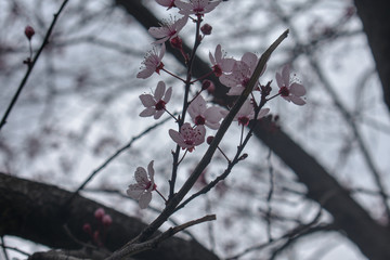 spring flowers