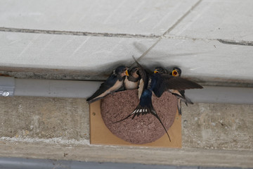 Hirondelles rustiques, nourrissage © Patrick