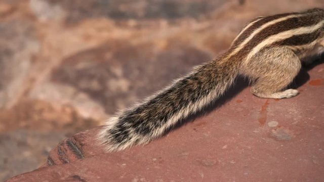 4K 60p tracking shot of an indian palm squirrel at qutub minar ruins in delhi, india