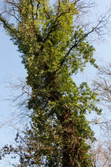 Oak (Quercus)