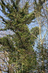 Oak (Quercus)