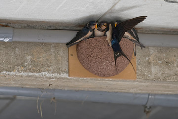 Hirondelles rustiques, nourrissage © Patrick