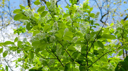 Obraz premium 13790_The_green_tree_with_white_flowers_on_it.jpg