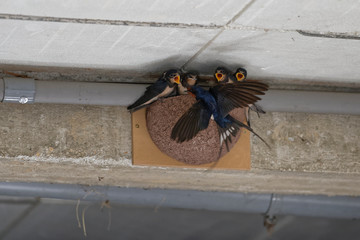 Hirondelles rustiques, nourrissage © Patrick