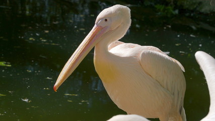 14012_The_long_neck_and_the_long_beak_of_the_white_stork.jpg