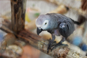 Parrot sitting on a branch