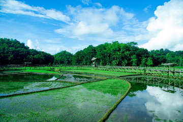 sukorame rice field, rice field in the morning, Paddy fields with new seedlings
