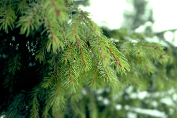 Closeup photo of green needle pine tree . Blurred pine needles in background