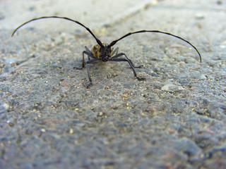 beetle with a mustache looking at the camera lens