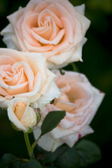 beautiful shrub roses in the garden