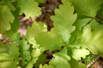 oak leaves. abstract background