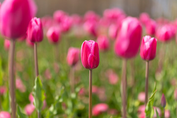 tulips blossom on blured background. Selective focus, vintage toned picture