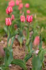 tulips blossom on blured background. Selective focus, vintage toned picture