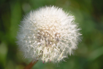 dandelions on the green lawn