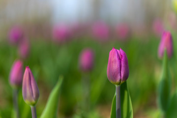 tulips blossom on blured background. Selective focus, vintage toned picture