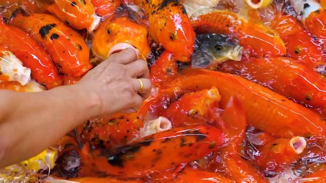 Slow motion of feeding Koi Japanese fancy carp fish