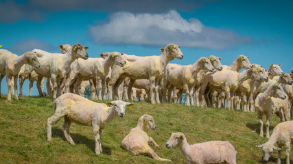 14157_The_flock_of_white_sheeps_standing_on_the_hill.jpg