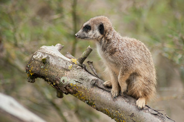 closeup of meerkat standing on branch
