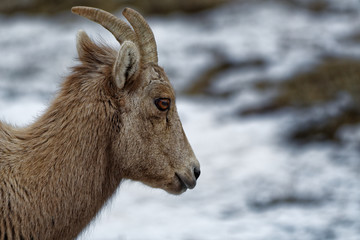 Young Bighorn Sheep