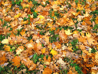 Autumn colorful leaves of maple lie on the grass