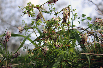 Cespuglio di fumaria capreolata