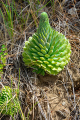 Beautiful rosette houseleek, Sedum