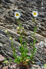 Blooming Bush of daisies on the background of rocks